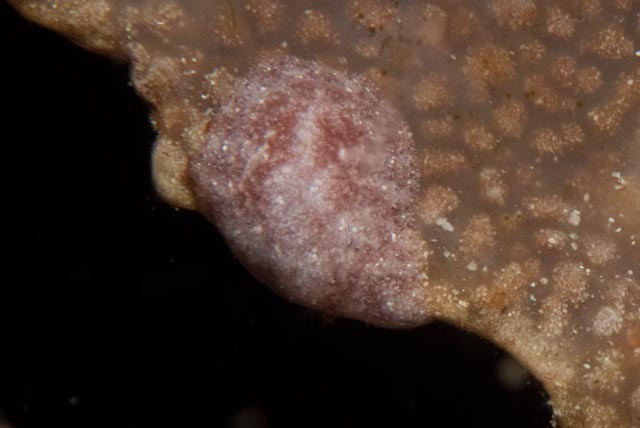 Asteronotus mimeticus