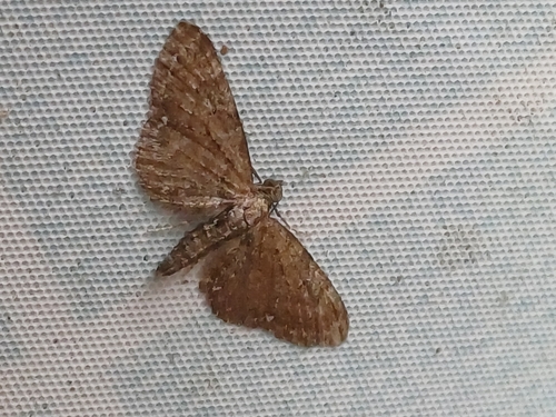 Common Pug, photo 4 of 10
