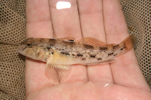 Round Goby, photo 7 of 7