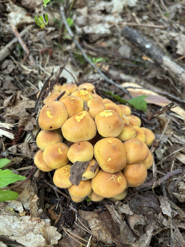 Puokštinė kelmabudė