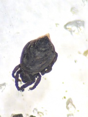 Eremaeoidea