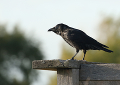 Corvus corone