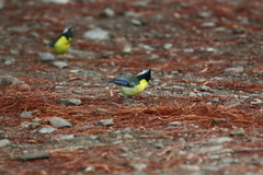 Machlolophus holsti