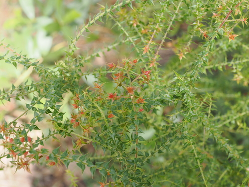 Image of Daviesia villifera by (c) Lucas Christofides, some rights reserved (CC BY)