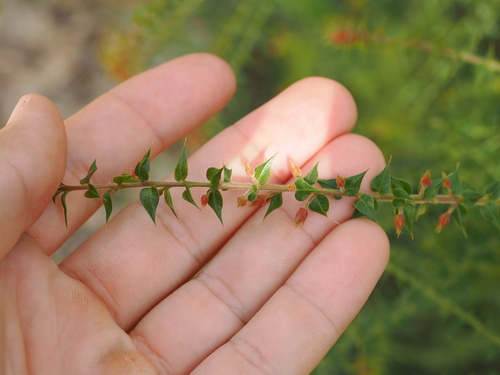 Image of Daviesia villifera by (c) Lucas Christofides, some rights reserved (CC BY)