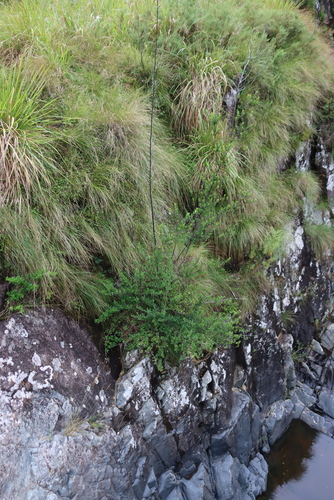 Image of Freylinia tropica by (c) Tony Rebelo, some rights reserved (CC BY-SA)