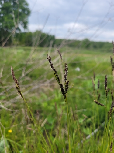 Image of Carex cespitosa by (c) Bobo-X, some rights reserved (CC BY)