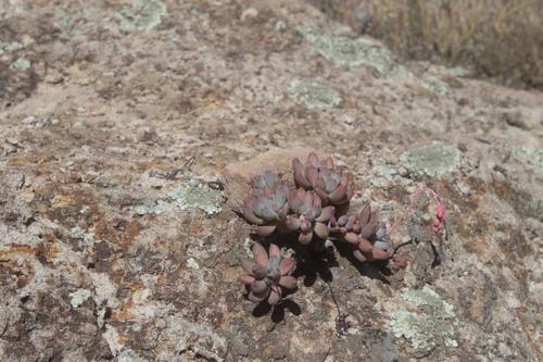 Pachyphytum hookeri