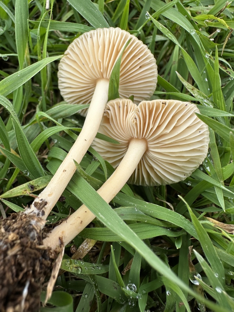 Marasmius oreades · May 2025 · photo: © prossington (iNaturalist, cc-by)