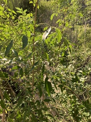 Fraxinus cuspidata