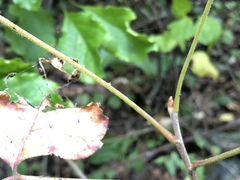 Toxicodendron pubescens