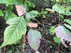 Toxicodendron pubescens