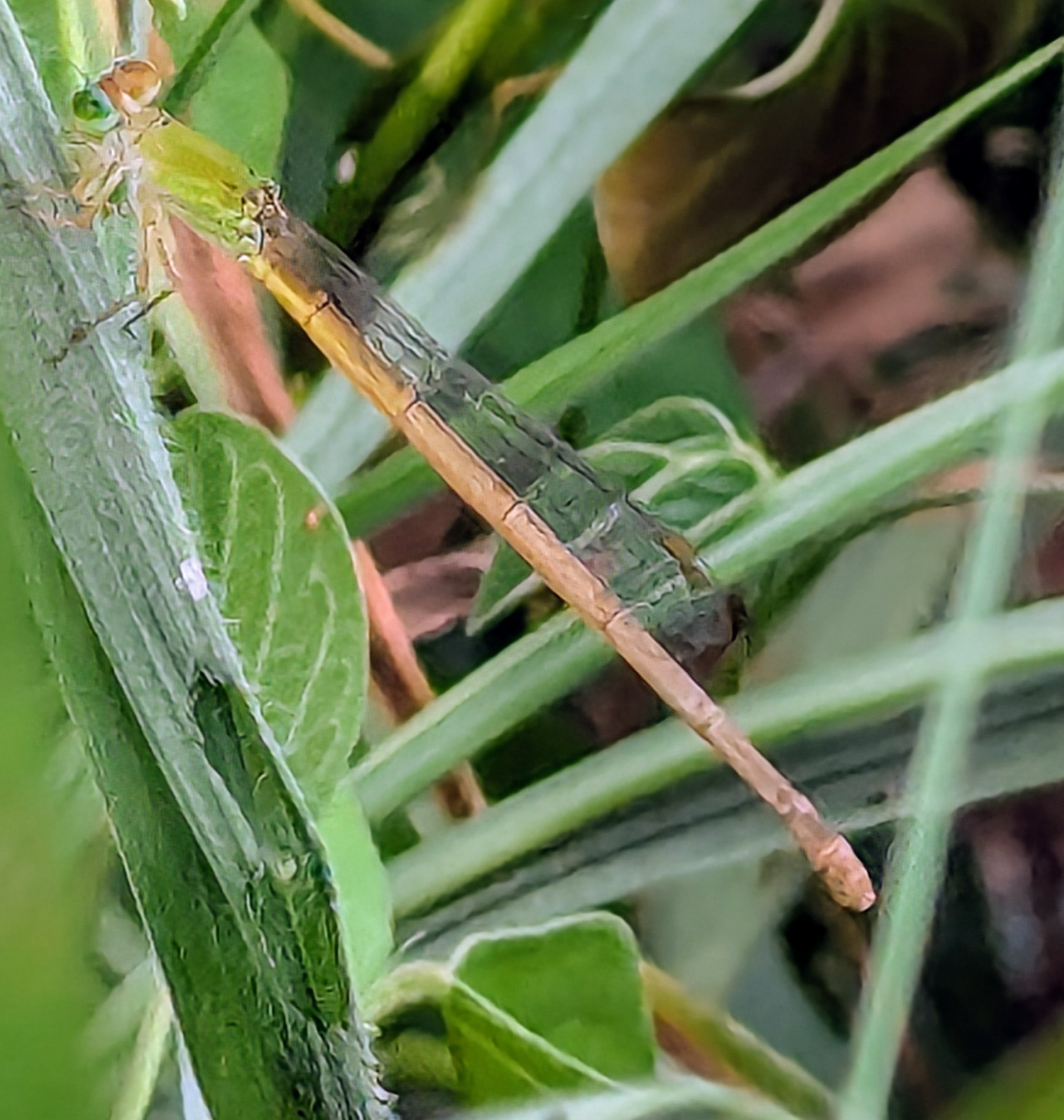 Coromandel Marsh Dart