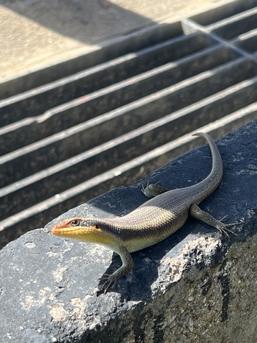 African Striped Skink