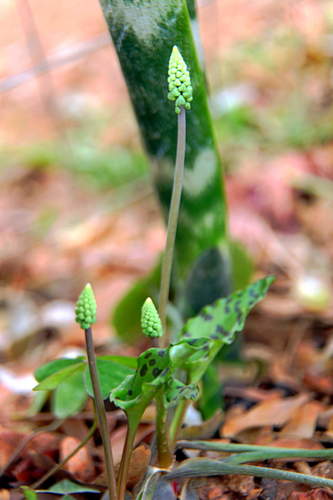 Drimiopsis maculata image