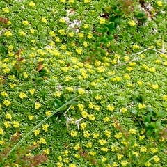 Azorella trifurcata
