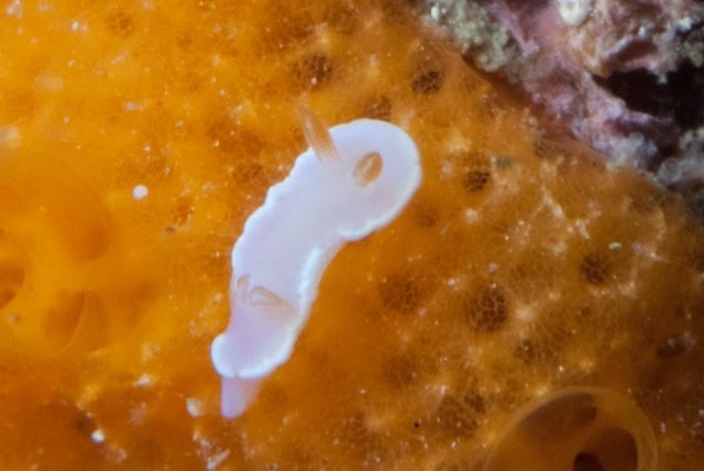 White-centred Rainbow Dorid