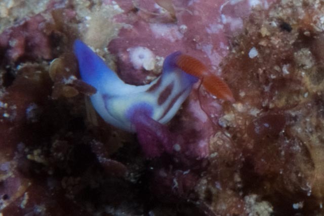 Chamberlain's Nembrotha