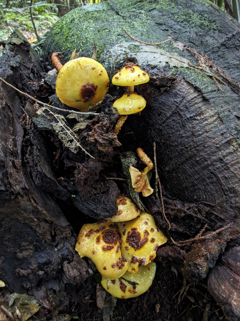 Pholiota glutinosa · May 2025 · photo: © mstirling (iNaturalist, cc-by)