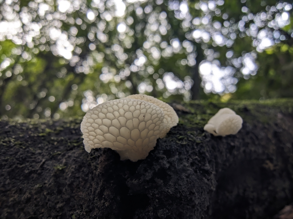 Favolaschia pustulosa · May 2025 · photo: © mstirling (iNaturalist, cc-by)