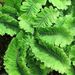Dwarf Maidenhair Fern - Photo (c) Ed Alverson, some rights reserved (CC BY), uploaded by Ed Alverson