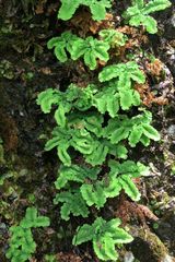 Adiantum aleuticum subpumilum
