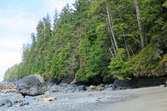 Adiantum aleuticum subpumilum