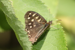 Pararge aegeria