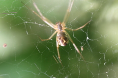 Linyphia triangularis