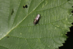 Anthomyiidae