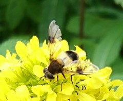 Leucozona lucorum