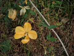 Senna splendida
