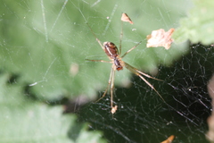 Linyphia triangularis