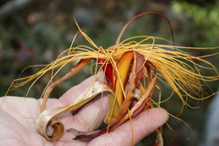 Adansonia madagascariensis image