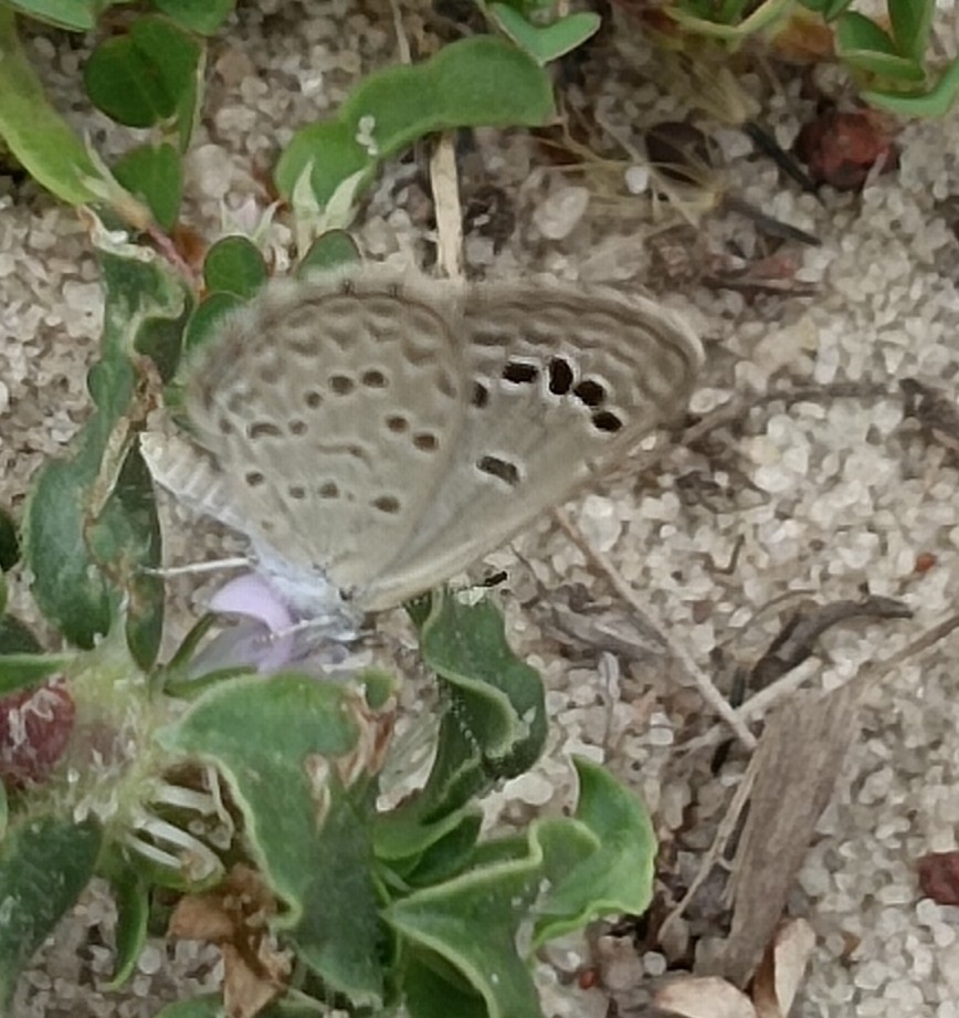 Lesser Grass Blue