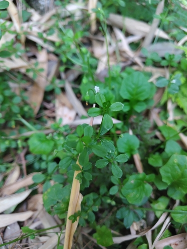 Galium kikumugura iNat (2)
