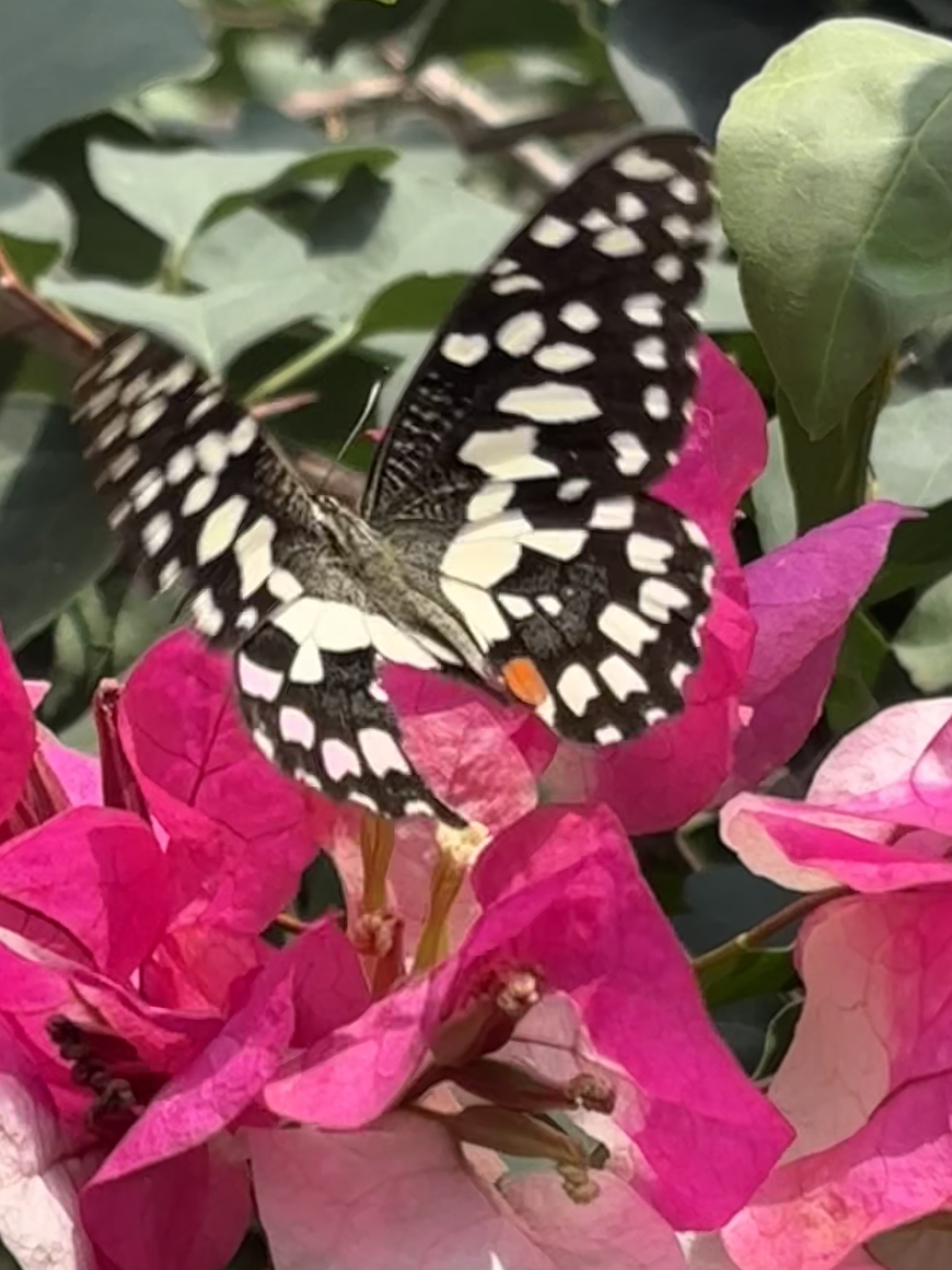 Lime Swallowtail