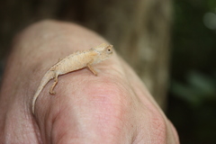 Brookesia stumpffi