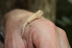 Brookesia stumpffi