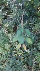 Ambrosiinae