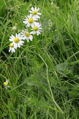 Echte Kamille (Matricaria chamomilla): Herkunft und Verwendung — Foto 3