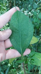 Ambrosiinae
