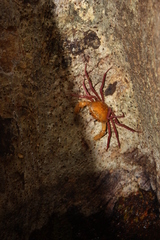 Madagapotamon humberti