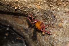 Madagapotamon humberti