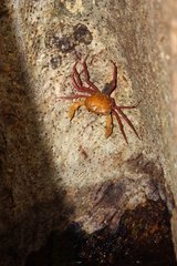 Madagapotamon humberti