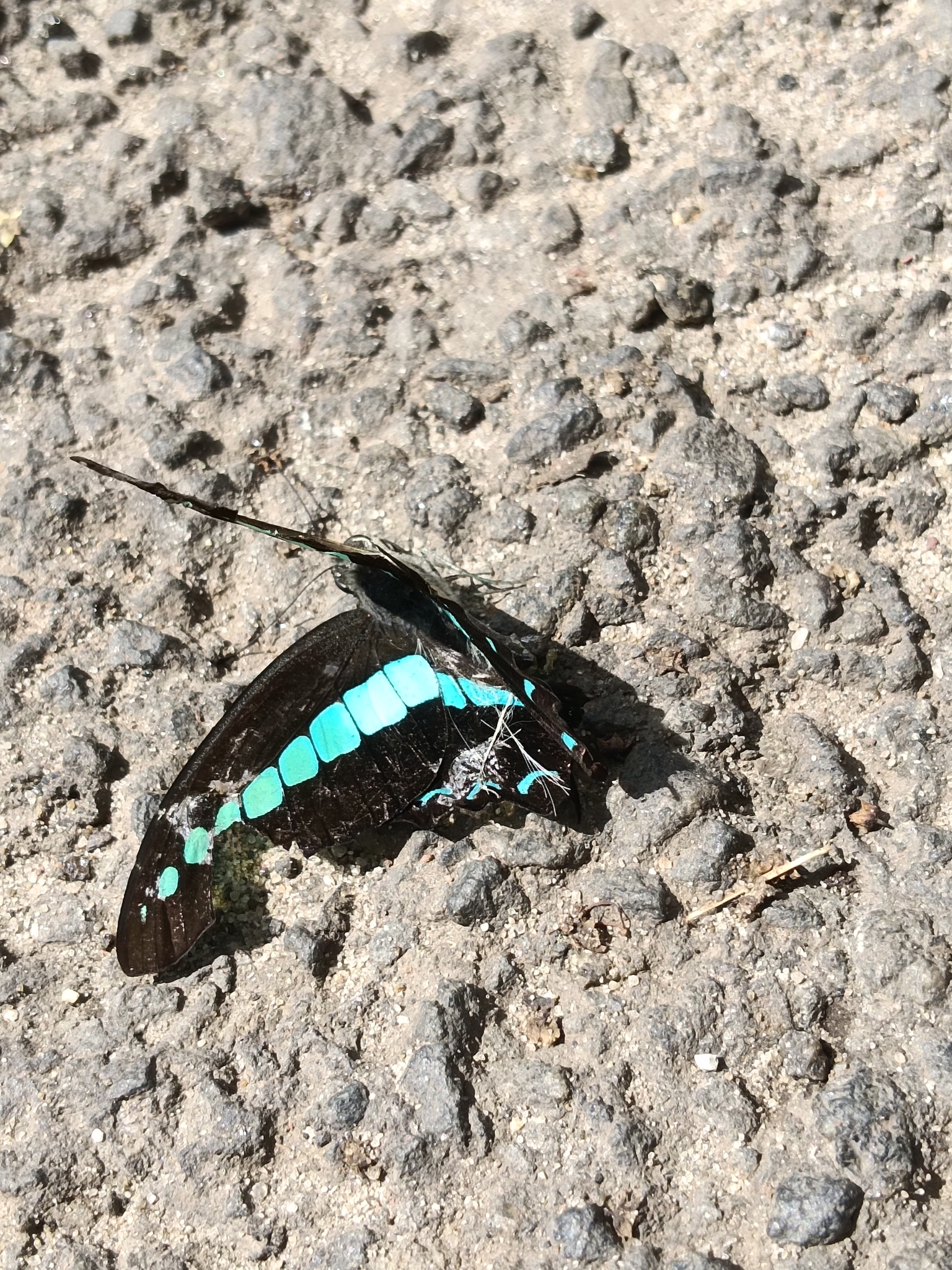 Narrow-Banded Bluebottle