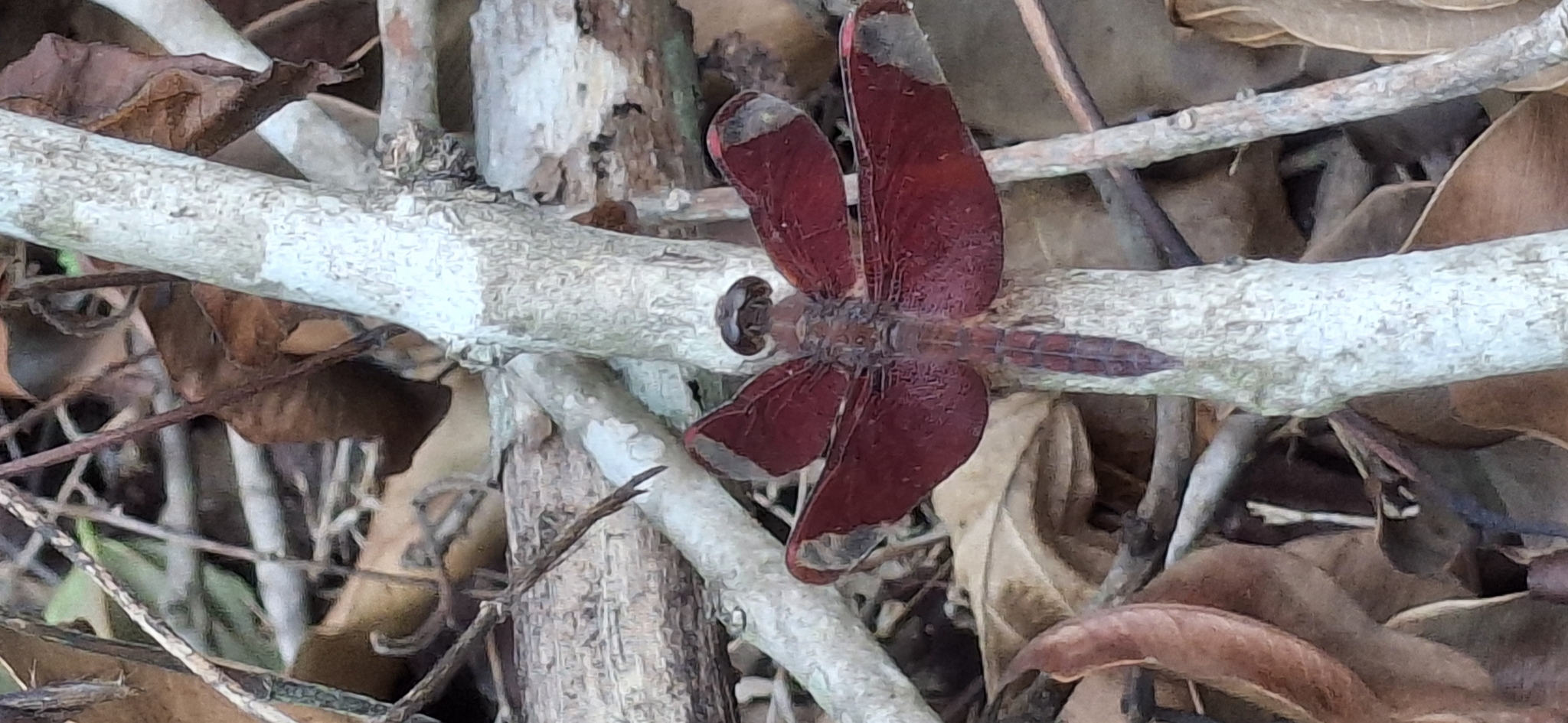 Fulvous Forest Skimmer