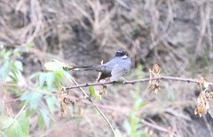 Rhipidura albicollis