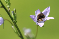 Andrena pandellei