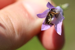 Andrena pandellei